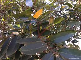 Image result for Cunonia capensis