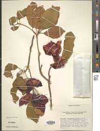 Image result for Terminalia boivinii