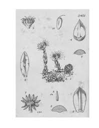 Image result for Ancistrorhynchus ovatus