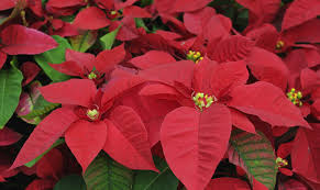 Cuando empiezan a florecer las hojas de la flor de pascua que están junto a la inflorescencia, estas cambian de color de verde a rojo intenso. La Flor De Pascua Historia Y Significado Bekia Navidad