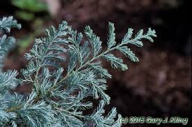 Image result for Diospyros squarrosa
