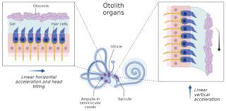 Pediatrics -Postural Reflexes (Labyrinthine Righting, Postural Support,  Lateral Propping, Parachute) - Youtube
