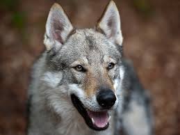 Hd Wallpaper Black And White Wolf Dog Metis Czechoslovak Volchak Wallpaper Flare