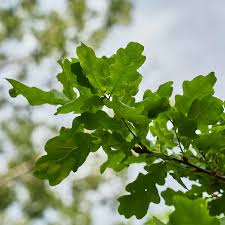 Image result for white oak leaf