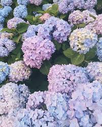 Colors Of Summer Summertime Weekendmoments Hydrangeaseason Hydrangea Care Peonies And Hydrangeas Garden Care
