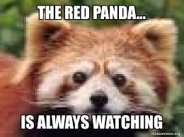 Find images of red panda. The Red Panda Is Always Watching Make A Meme