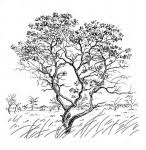 Image result for Ozoroa reticulata