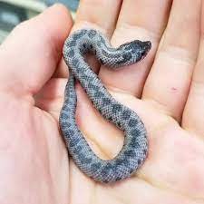 Click The Image To See More Super Arctic Lavender Moon Stone Westernhognosesnake Hognosesnakes Heterodonnasic Cute Reptiles Hognose Snake Cute Snake
