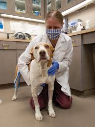 How can i tell if my dog has a brain tumour? Researchers Study Brain Cancer To Improve Treatments For People Dogs