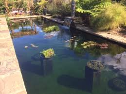 How many koi per pond · most pond experts say you can have one koi per 500 gallons. Controlling Operating Cost On A Large Koi Pond Monsterfishkeepers Com