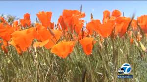 Antelope valley fairgrounds, lancaster california. Coronavirus Pandemic Roadblocks Erected At Superbloom Reserve Near Lancaster After Fans Defy Stay At Home Orders Abc7 Los Angeles