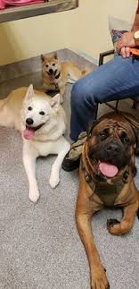 Get information, directions, products, services, phone numbers, and reviews on pet care veterinary hospital in virginia beach, undefined discover more veterinary services for animal specialties companies in virginia beach on manta.com. Beach Pet Hospital 19 Photos 39 Reviews Veterinarians 316 N Great Neck Rd Virginia Beach Va Phone Number Yelp
