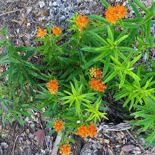 Image result for Floscopa tuberculata