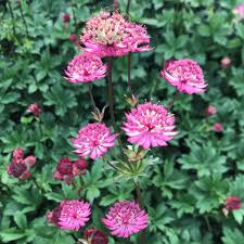 Image result for Astrantia major `Roma`