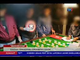 Tau mau menyianyikan kesempatan, aku langsung menindihnya, sambil terus mencium leher dan bibirnya. Mushroom Dadah Terbaharu Dirampas Aadk 27 Julai 2018 Youtube