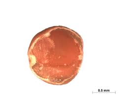 Image result for Indigofera subargentea