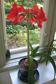 Image result for Hippeastrum sp. cultivars