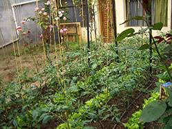 For best results, fertilize every two weeks for the first 8 to 10 weeks, and then stop. Fertilizing The Vegetable Garden 7 611 Extension