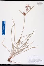 Image result for Cyperus sp.no.10