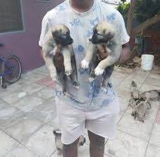 Directory of dog breeders with puppies for sale and dogs for adoption. Kofi On Twitter One Month Old Kangal Shepherd Puppies For Sale 3500 Cedis Both Males And Females Available Book Your New Furry Friend Now Https T Co 42decnczsb