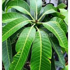 Image result for Mangifera indica