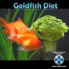 Nspca National Council Of Spcas Goldfish Buffet Proper Feeding Your Goldfish Is Essential To Ensuring That They Have A Happy And Healthy Life Overfeeding Feeding The Wrong Types Of Food