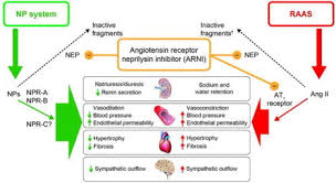 The safety and tolerability of aducanumab was the primary aim of the study. Natriuretic Peptides And Cardio Renal Disease