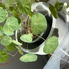 Image result for Cyphia erecta