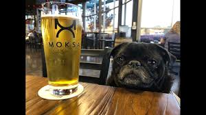 They was born on june 27/2015. Dog Friendly Craft Breweries Across The Usa 9news Com