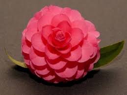 Adorable American Camellia Society Camellia Flowers Adorable