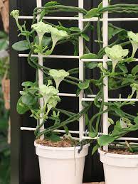 Ceropegia Sandersonii En