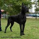 Black Great Danes