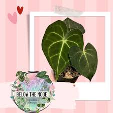 Image result for Stylochaeton