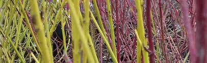 The dark stems turn bright red in winter, offering a wonderful contrast to evergreens, other bare trees and snow. Cornus Red Twig Dogwood At Portland Nursery And Garden Center