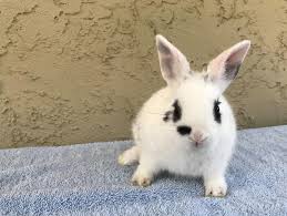 Contains jackson galaxy organic catnip. Cats Rabbits More Adoptions Education Pet Products Shelly S Shelter