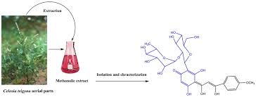 Image result for Celosia trigyna