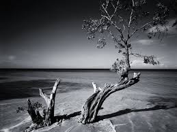 Black And White Mural Portrait Black And White Beach Tree Black And White Beach Black And White Wallpaper Black And White Portraits