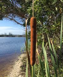 Image result for Typha capensis