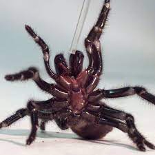 Reared up, fangs raised, venom dripping… good luck with that jack! Australia S Biggest Ever Antivenom Dose Saves Boy Bitten By Funnel Web Spider Spiders The Guardian