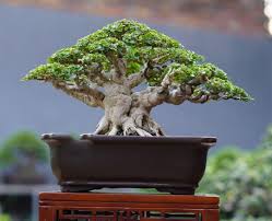 Image result for Premna mooiensis