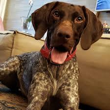 The most common german shorthaired pointer material is ceramic. German Shorthaired Pointer Puppies For Sale Petfinder