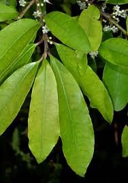 Image result for Ilex mitis