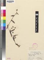 Image result for Cyanotis sp. aff. C. lapidosa