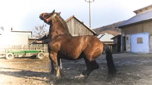 Gura humorului is in southern bukovina. Cai De Vanzare 2019 Calul Lui Dany Gura Humorului Youtube