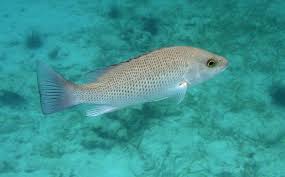 Offshore catches common to 10 pounds. Mangrove Snapper Wikipedia