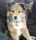 Golden Shepherd Puppies for Sale in USA, Page 1 (10 per ...