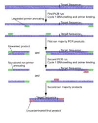 Nested Polymerase Chain Reaction Wikipedia