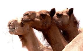The civil war in yemen, compounded by the saudi invasion, has so far displaced 2.3 million people. Uae Study Finds High Mers Seroprevalence In Some Camel Workers Cidrap