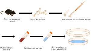 Flow Chart Of Dc Generation From Bone Marrow Herewith We