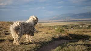 Image result for Komondor